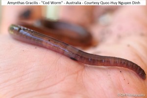 Amynthas Gracilis - Cod Worm - Australia - Courtesy Quoc-Huy Nguyen Dinh      